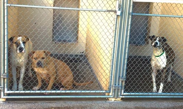 maricopa county animal shelter