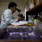 Lab technician Ashok Kumar inspects a slide under a microscope to determine the platelet count of a patient at a fever clinic in New Delhi, India, Monday, Sept. 21, 2015. To tackle the rising number of dengue cases in the capital, the state government has set up 55 government-run special clinics called "Fever and Dengue Clinics" to look after people coming with fever and suspected dengue complaints. (AP Photo/Saurabh Das)
