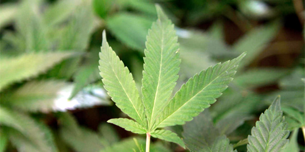 In this Feb. 1, 2011, file photo, medical marijuana clone plants are shown at a medical marijuana d...