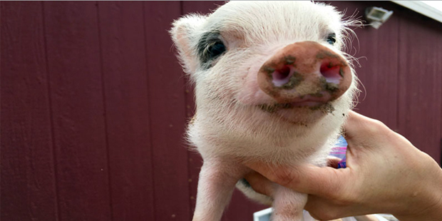 Ashley Aakre, a American Mini Pig Association breeder, holds up a mini pig. This pig is 6 to 8 week...