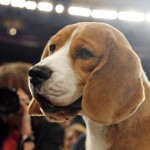 5. Beagle (AP Photo)