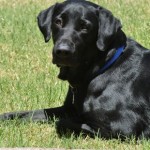 1. Labrador retriever (Public domain image)