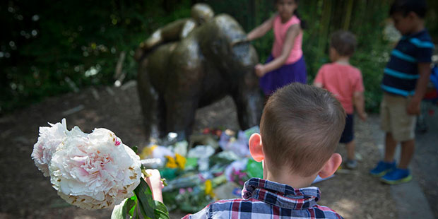 A boy brings flowers to put beside a statue of a gorilla outside the shuttered Gorilla World exhibi...