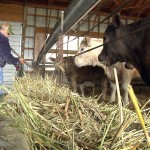 In this Thursday, April 21, 2016 image made from video, Mike Poling, 58, tends to cows at his farm in Delphos, Ohio. The agriculture consultant and farmer expects good governance and leadership "and nothing less." "That's what got us to this point and that's what made America great," he says. "What made America great is its people. That's what built the country. Our forefathers had the foresight to draft the Constitution, the Bill of Rights that has laid the groundwork for (the) nation carrying on for 200 years and continues to guide us." (AP Photo/Mike Householder)