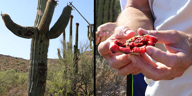 It takes a lot of work to harvest the Saguaro fruit. The fruit usually rests high up on the arms of the cactus and a special tool is needed to reach it. (Cronkite News Photo/ Elizabeth S. Hansen)