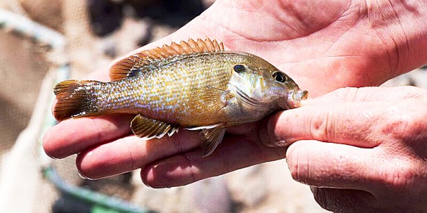 Green sunfish spotted in the Santa Cruz River, Photo by Brian F. Powell...
