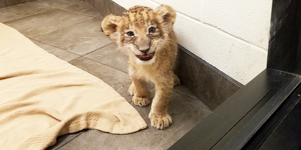 A new lion cub is shown at the Wildlife World Zoo. (Twitter Photo/@YotesSignGirl)...