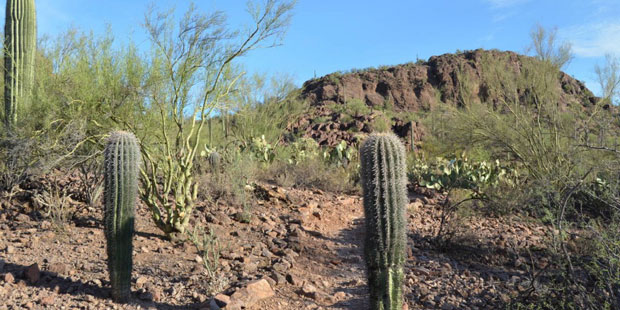 This July 20, 2016 photo shows trails leading hikers into the Tucson Mountains and Sonoran Desert a...