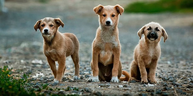 (Dogs photo via Pexels.com)...