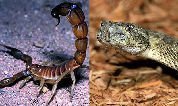 Arizona poison center researching scorpion stings, snake bites