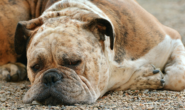 what causes valley fever in dogs