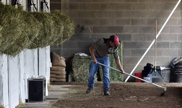 Barn worker Jose Cesada, an immigrant worker in the United States on an H-2B visa, rakes the cool d...