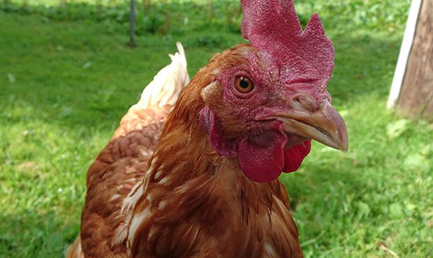 Five Things To Think About If You Want To Raise Chickens In Arizona