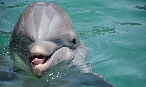 Bottlenose dolphin dies at controversial Scottsdale facility