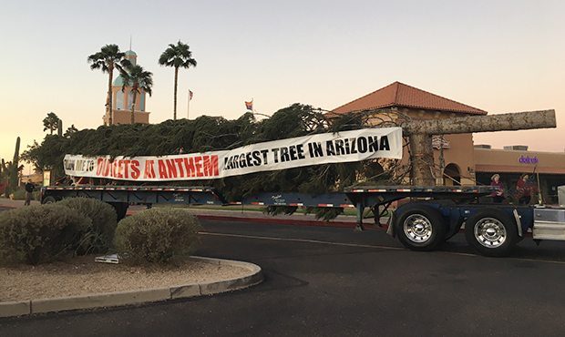Arizona's largest Christmas tree arrives in Anthem, to be lit next month