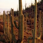 FILE - “The landscape is completely different and I don’t think people really realize how high the cacti grow until you’re actually there in person,” Paquette said to Travel & Leisure Magazine (AP Photo/John Miller, File)
