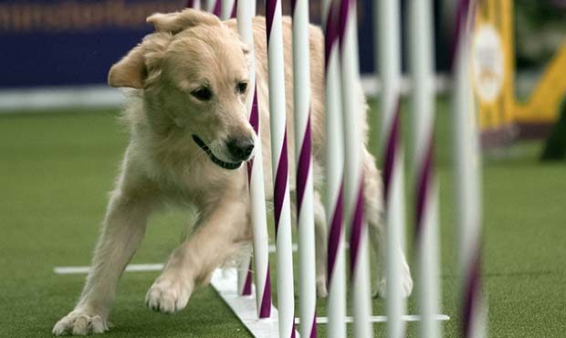 Austyn Rock, a golden retriever, competes in the Masters Agility Championship during the Westminste...