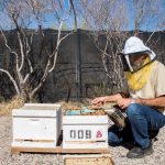 Project manager at Arizona State UniversityÕs School of Life Sciences bee lab in Tempe, Osman Kaftanoglu uses smoke to help keep the thousands of bees calm once he opens the box. (Photo by Melina Zuniga/Cronkite News)