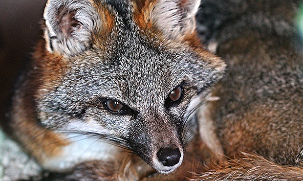 Another gray fox tests positive for rabies in Cochise County