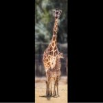 (Wildlife World Zoo, Aquarium and Safari Park Photo)