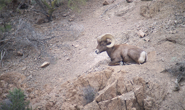 Bighorn sheep thrive in rugged terrain, which helps them escape predators quickly. (Photo courtesy ...