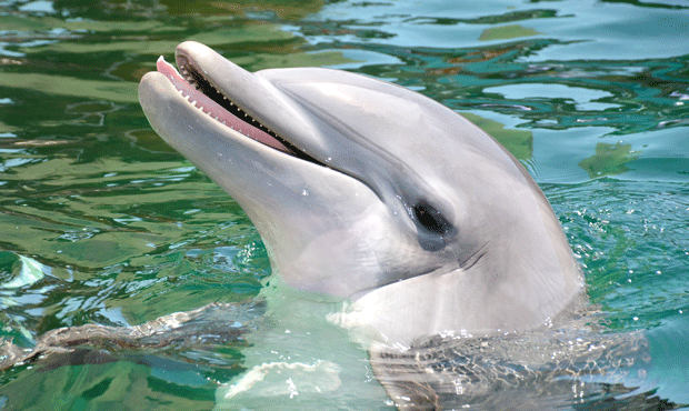 Officials say dolphin at controversial Arizona facility died of infection