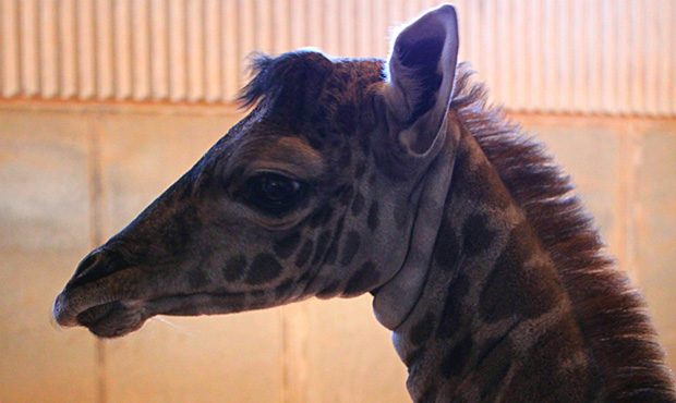 Phoenix Zoo welcomes female baby giraffe for second time in a year