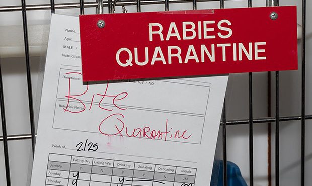 The number of confirmed rabies cases in animals through the first five months of this year was at t...