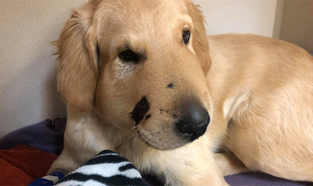 Phoenix-area dog goes viral after saving owner from rattlesnake bite