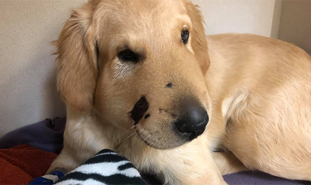 what happens if a dog gets bit by a rattlesnake