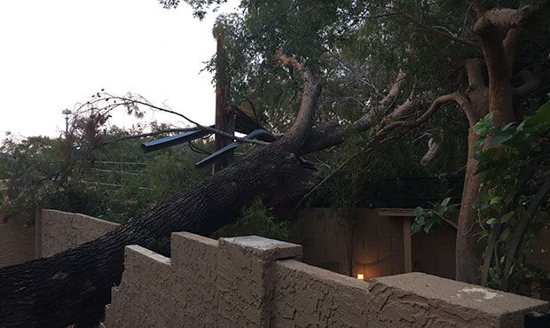 Trees come down in storm that rips through Phoenix area