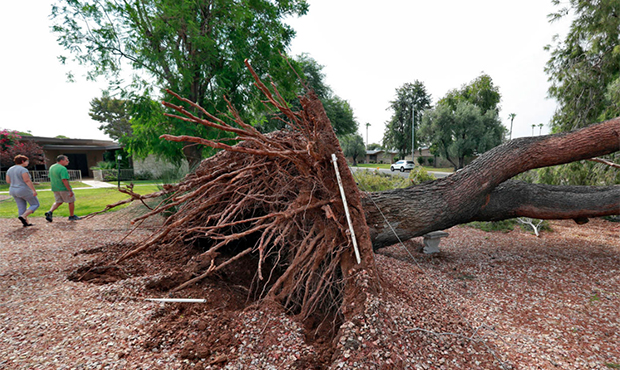 People walk around a downed tree caused by monsoon winds, Tuesday, July 31, 2018, in Sun City, Ariz...