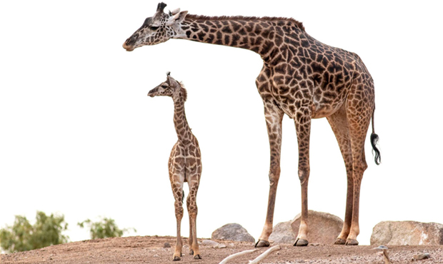 Visitors at Phoenix Zoo can now see baby giraffe in person