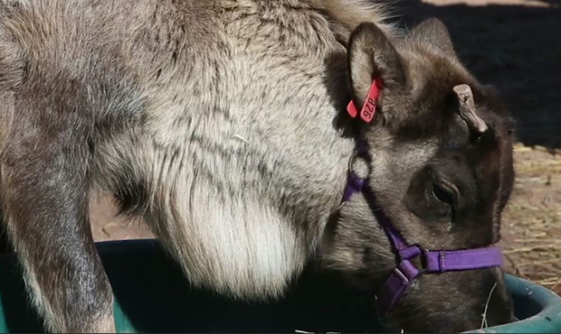 Noel wins by nose in Phoenix Zoo contest to name baby reindeer