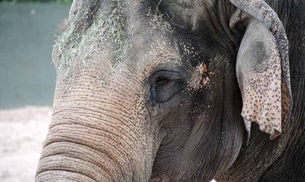 Asian elephant Indu to undergo medical procedure at Phoenix Zoo