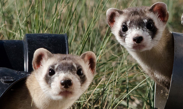 Arizona agency looking for volunteers to search for endangered ferrets