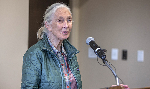 (Jane Goodall Institute Photo)...
