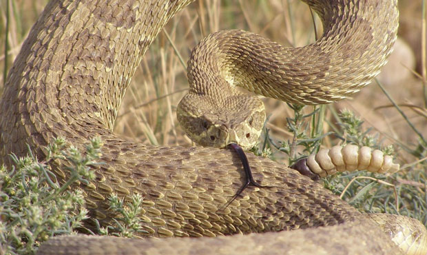 Phoenix man makes medical history as rattlesnake bite patient