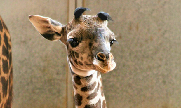 Tall tale? Phoenix Zoo announces arrival of baby giraffe