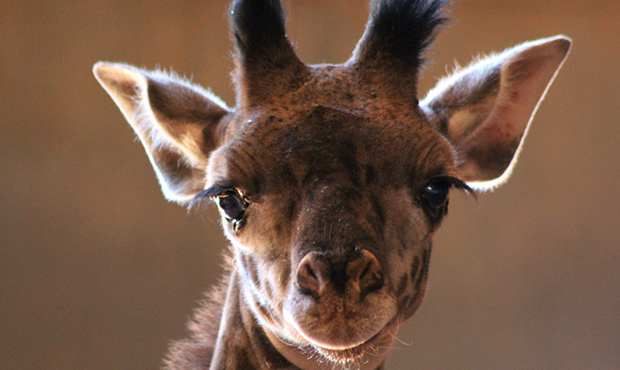 Phoenix Zoo picks name for baby giraffe born in March