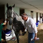 Dr. Verlin Jones takes a gentle approach when approaching and dealing with Down Hill Run so the horse isn’t alarmed. (Photo by Jake Goodrick/Cronkite News)
