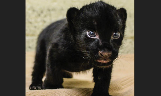 Hello world! Baby jaguar born this week at West Valley zoo