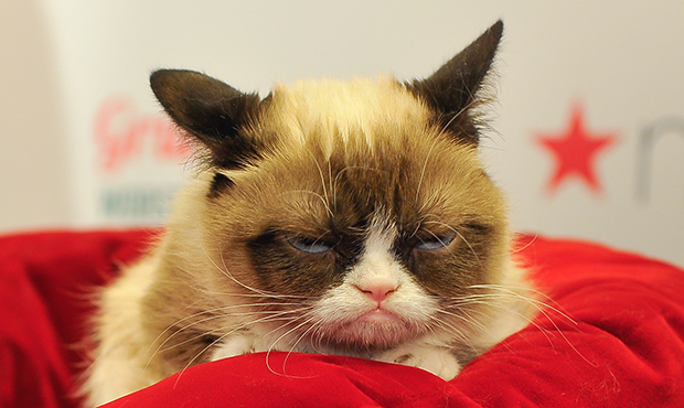 Sad Face Arizona S Grumpy Cat Dies After Illness At Age 7