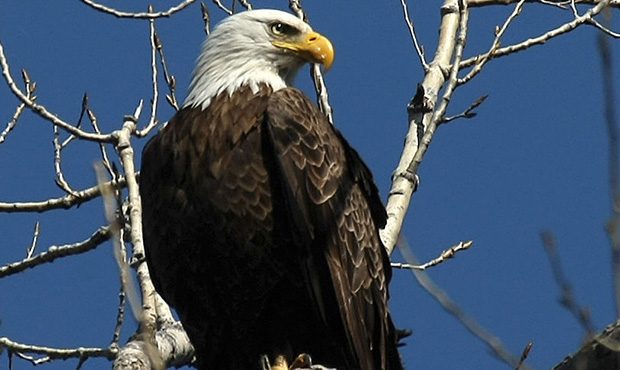 Prescott National Forest lifting closure order on bald eagle nesting area
