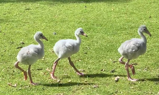See fluffy flamingo chicks go for daily walks at Phoenix Zoo