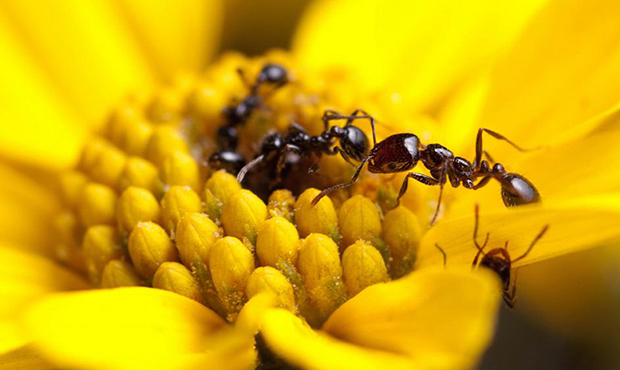 A recent Arizona State University study finds that some ant species produce strong antimicrobials, ...