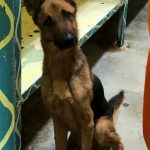 Amaree at the time of his rescue from Shelter Paws.  (Maricopa County Sheriff's Office)