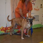 Sandy after spending time in the MASH facility.  (Maricopa County Sheriff's Office)