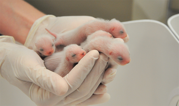Phoenix Zoo welcomes endangered black-footed ferret babies