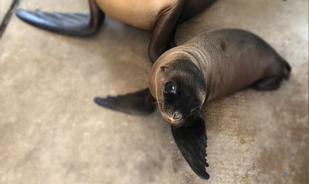 West Valley zoo welcomes Makara, its first female sea lion pup